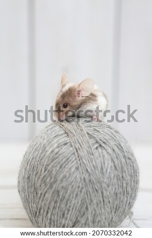 Little pet - mouse and tangle of yarn. Long haired decorative little mouse. Home animal, fun pet. Lovely mice. Bicolor splashed mouse on white background. Decorative satin mouse. Photo of mice, pet Royalty-Free Stock Photo #2070332042