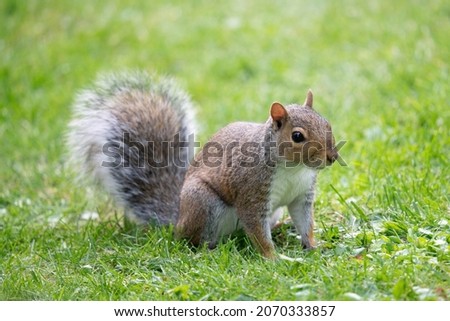 North American gray squirrel Sitting