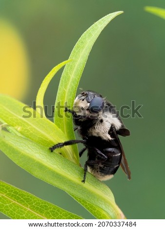 Adult female mouse botfly, Cuterebra fontinella, resting on leaves, Boundary Bay saltmarsh, Delta, British Columbia. The larvae of these flies parasitize mice
