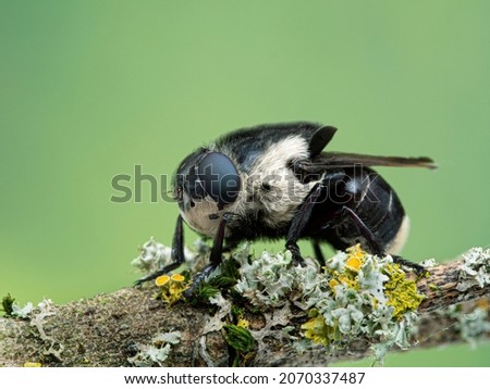 Side view of an adult female mouse botfly, Cuterebra fontinella, resting on a lichen-covered branch at the Boundary Bay saltmarsh, Delta, British Columbia. The larvae of these flies parasitize mice
