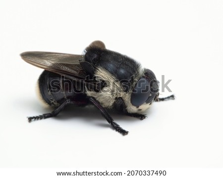 Side view of an adult female mouse botfly, Cuterebra fontinella, isolated on white. The larvae of these flies parasitize mice