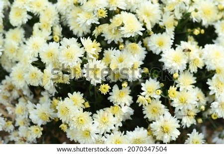 Coco Chanel multiflora Chrysanthemum close up