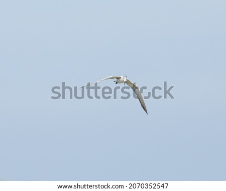 Beautiful White Whiskered Tern Bird Flying Across the Blue Skies Over the Waters of Thailand Hunting for Fish. Graceful Bird with Open Wingspan of a Chlidonias Hybrida Flying in Asia.