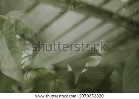 Dark leaf background wallpaper, aesthetic full HD image Royalty-Free Stock Photo #2070352820