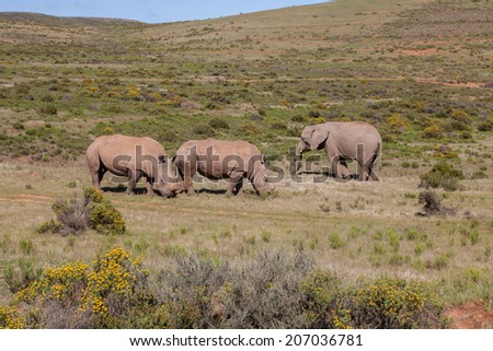 Elephant and rhino stand-off