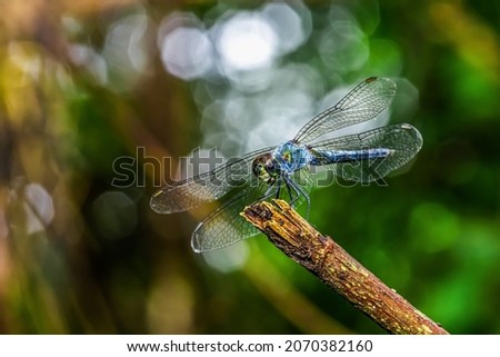 ฺฺBlue dragonfly with blurred background