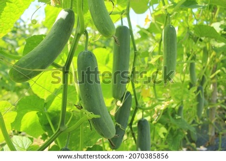 Green cucumber fruit in garden on rain season Royalty-Free Stock Photo #2070385856