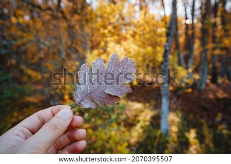 autumn leaf in the male hand. park covered with brown leaves is in the background. cold morning with frost