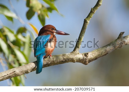 White-throated kingfisher bird in Nepal specie Halcyon smyrnensis   Royalty-Free Stock Photo #207039571