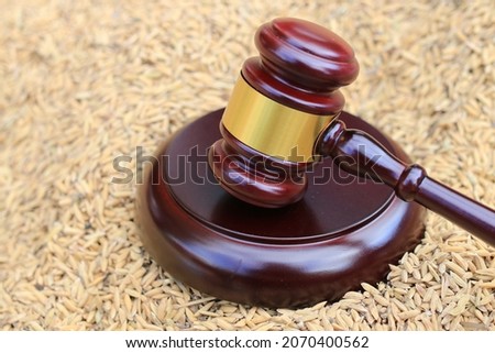 Law and justice concept. Mallet of the judge on pile of dry rice seeds or yellow rice paddy. Place for typography.  
