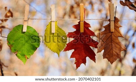 Multicolored autumn leaves on clothespins, isolated on a light natural background. changes in nature, environment. close-up. leaves hang on a string, autumn season