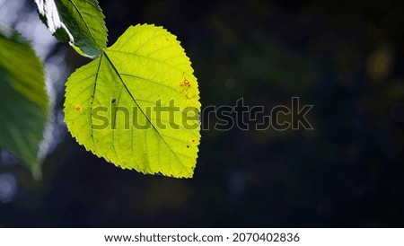 leaves on a tree branch. background with autumn leaves. close-up, green leaves on a tree in the rays of the warm autumn or spring sun. In the park on a sunny day. macro, space for text