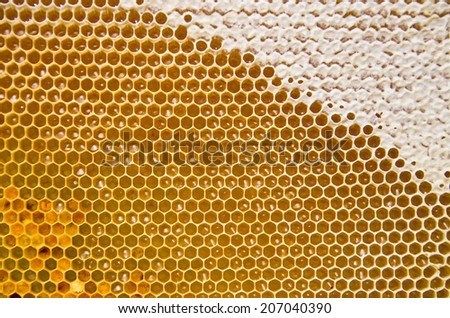Honeycomb with fresh honey and pollen, gold color