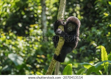 Mountain gorilla - Gorilla beringei, endangered popular large ape from African montane forests, Bwindi, Uganda. Royalty-Free Stock Photo #2070413114