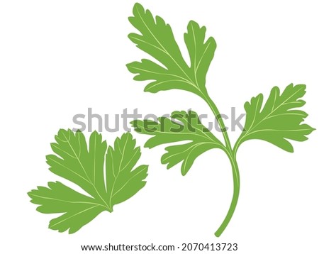 Parsley leaf herb green vector illustration Royalty-Free Stock Photo #2070413723