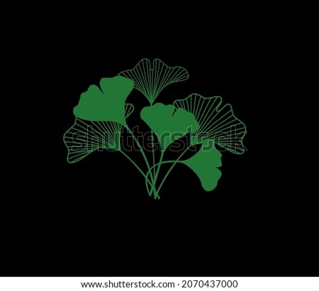 Drawn leafs of the Ginkgo Biloba plant.