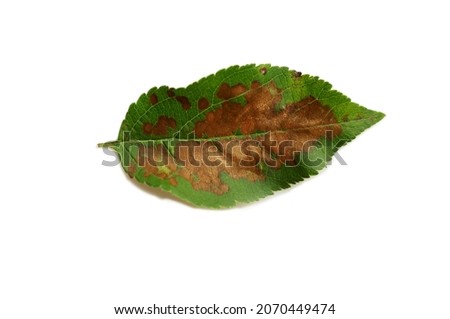 apple tree leaf is affected by a fungal disease. Brown spotting and scab struck a young apple tree. sheet is isolated on a white background Royalty-Free Stock Photo #2070449474