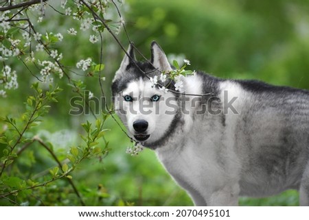 portrait black male husky with blue eyes on flowers