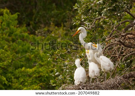 Great Egret nest with young chicks Royalty-Free Stock Photo #207049882