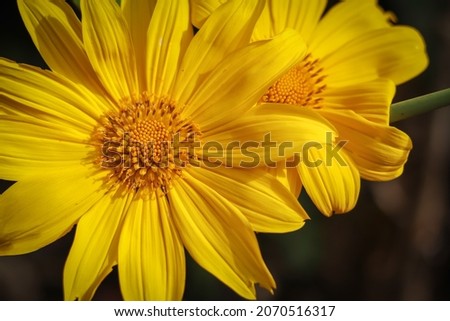 Mysuru,Karnataka,India-September 8 2021;A Close up picture of Helianthus annuus or common Sunflower in bright yellow used as an ingredient in extraction of edible oil industry in India.
