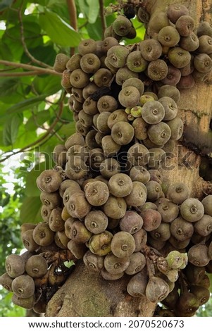 Mysuru,Karnataka,India-September 8 2021; A Beautiful picture of a Cluster of Fig fruits on a tree usually grown in the tropical climates of India.

