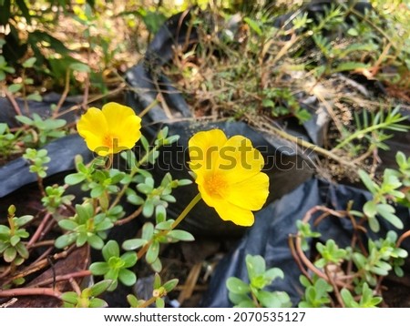 a photo of beautiful yellow flower in my garden
