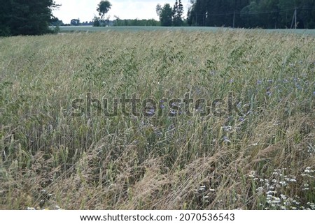 summer - meadow with blooming wild flowers