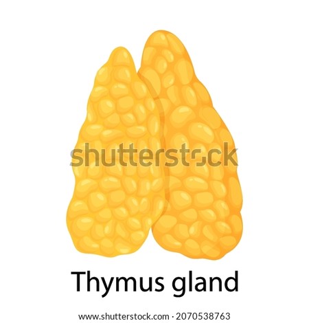 Thymus gland color icon. Primary hematopoietic organ. Isolated vector flat illustration