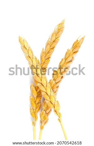 a bright closeup of a bunch of golden ripe dinkel hulled wheat Spelt Spelt (Triticum spelta dicoccum) rye grain relict crop health food ready for harvest isolated on white Royalty-Free Stock Photo #2070542618