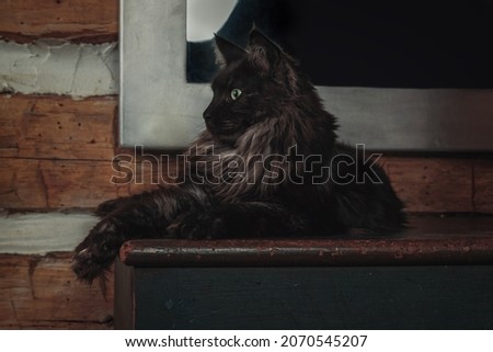 Beautiful black smoke Maine Coon male cat resting on a piece of furniture
