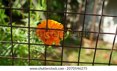 Picture of a beautiful and attractive orange color fresh marigold flower on green  blur background
