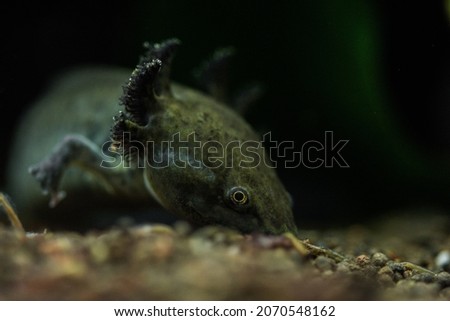 The axolotl, Ambystoma mexicanum is a paedomorphic salamander related to the tiger salamander. The species was originally found in several lakes, such as Lake Xochimilco underlying Mexico City. 