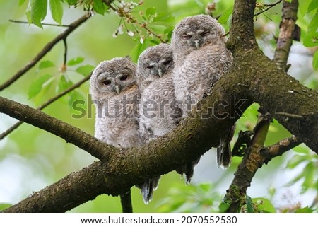 Tawny owl juveniles perched on a cherry tree Royalty-Free Stock Photo #2070552530