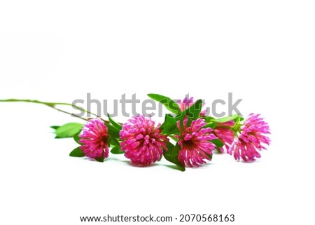 Wild red clover (Trifolium pratense). beautiful forest clover flowers isolated on a white background                        Royalty-Free Stock Photo #2070568163