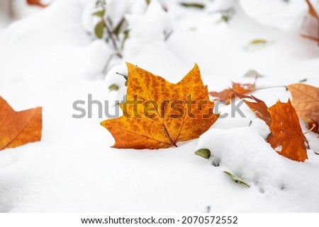 Red leaves in the snow