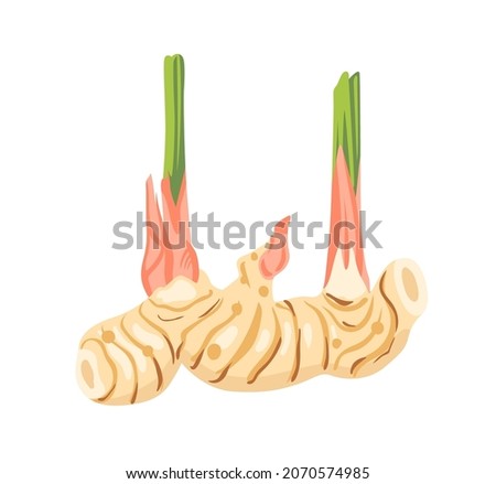 Galangal rhizomes, Alpinia galanga. Zingiber officinale fresh slices. Asian cuisine ingredient, natural cooking spice. Chinese, japanese thai vegetable. Hand drawn flat vector illustration. Royalty-Free Stock Photo #2070574985