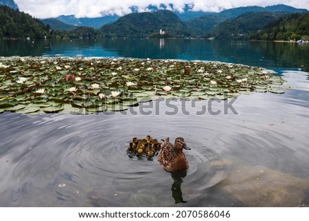 A mother duck with baby ducks on Lake Bled. In the background are lotus flowers, Bled island and the church.