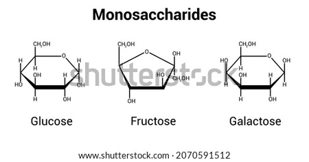 glucose fructose and galactose monosaccharides (simple sugars) Royalty-Free Stock Photo #2070591512