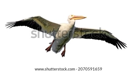 american white pelican Pelecanus erythrorhynchos in flight, head looking left, wings extended,  feather detail on breast, isolated on white background Royalty-Free Stock Photo #2070591659
