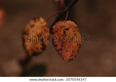 Autumn nature with yellow leaves