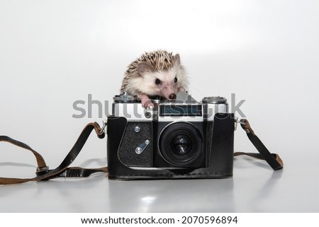 An African hedgehog on a white background climbed onto a film camera in a leather case and tries to take a photo