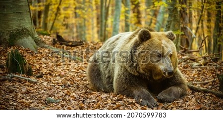 A large brown bear lies in the autumn forest.