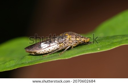 Glassy-winged sharpshooter (Homalodisca vitripennis) on leaf, nature Springtime pest control agriculture. Royalty-Free Stock Photo #2070602684