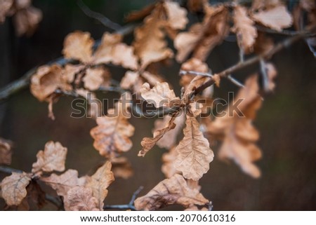 Branches with dry oak leaves in November. Russia