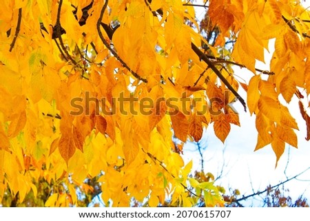 Impressive and colorful background of maple leaves in the forest of Las Fuentes del Marqués