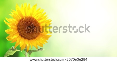 Bright yellow sunflower on green blurred sunny background. Horizontal summer banner with single sunflower. Copy space for text. Mock up template