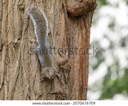 Squirrel in the park, on the tree
