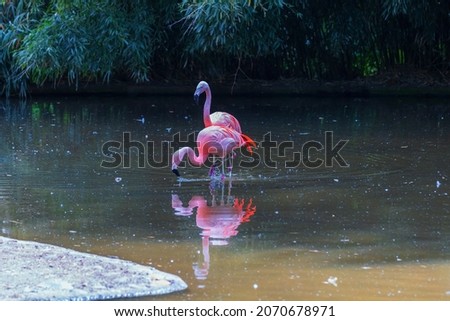 Pink Flamingo - Phoenicopteriformes stands in the pond water, has its head in the water and hunts for food. Its image is reflected in the water.
