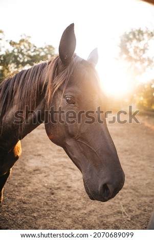 Portrait of a brown horse. Horse farm. Sunny portrait. horse picture on phone