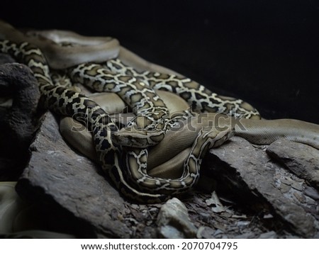 
poisonous snakes tucked in low-light terrarium